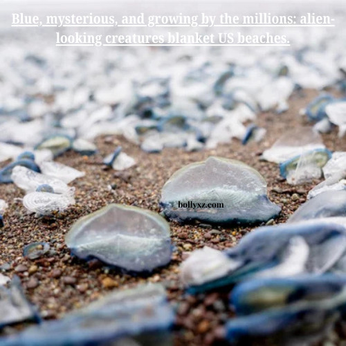 Blue, mysterious, and growing by the millions: alien-looking creatures blanket US beaches.