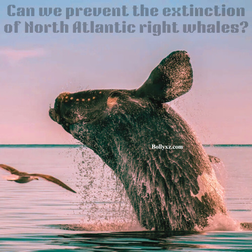 Can we prevent the extinction of North Atlantic right whales?