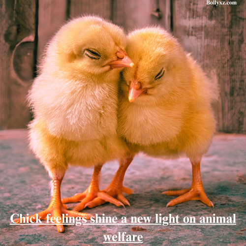 Chick feelings shine a new light on animal welfare