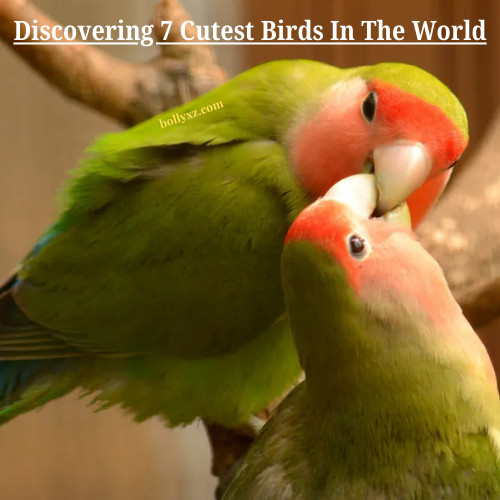 Discovering 7 Cutest Birds In The World