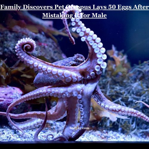 Family Discovers Pet Octopus Lays 50 Eggs After Mistaking It for Male