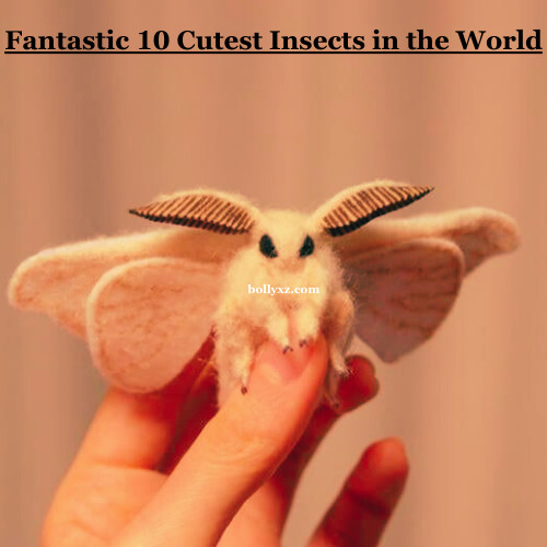 Fantastic 10 Cutest Insects in the World