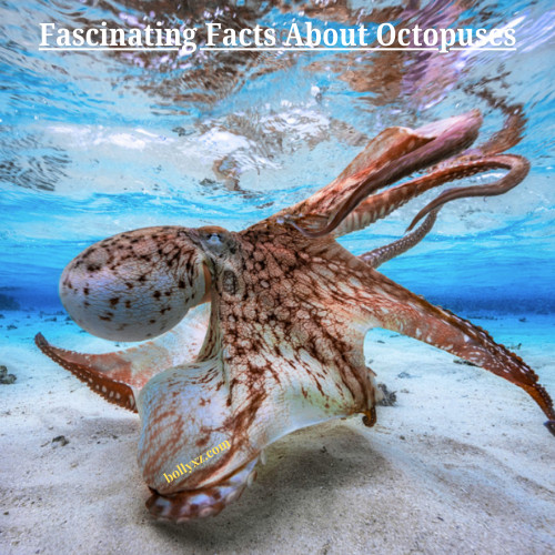 Fascinating Facts About Octopuses