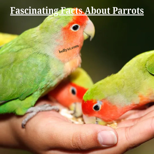 Fascinating Facts About Parrots