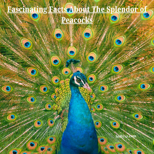 Fascinating Facts About The Splendor of Peacocks