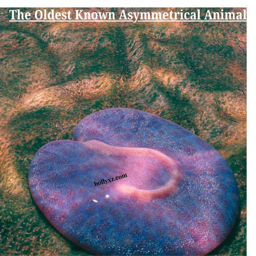 The Oldest Known Asymmetrical Animal