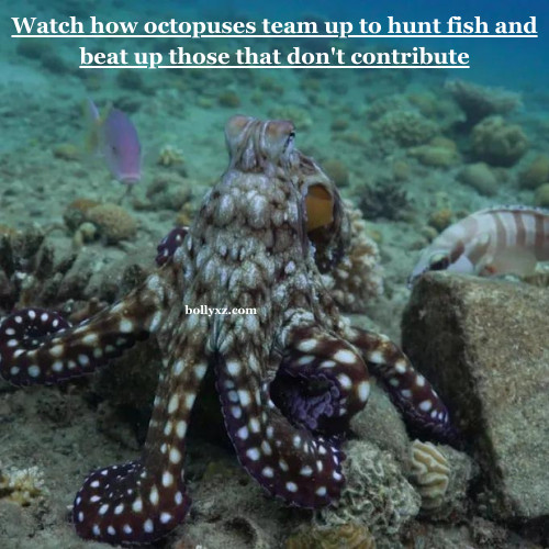 Watch how octopuses team up to hunt fish and beat up those that don't contribute