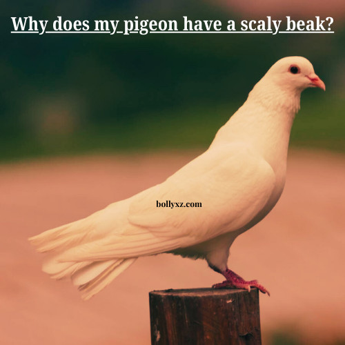 Why does my pigeon have a scaly beak?