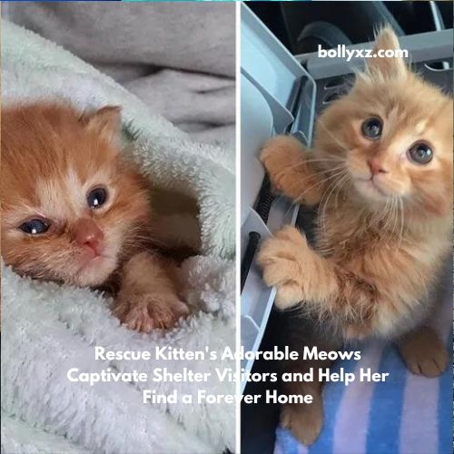 Rescue Kitten's Adorable Meows Captivate Shelter Visitors and Help Her Find a Forever Home