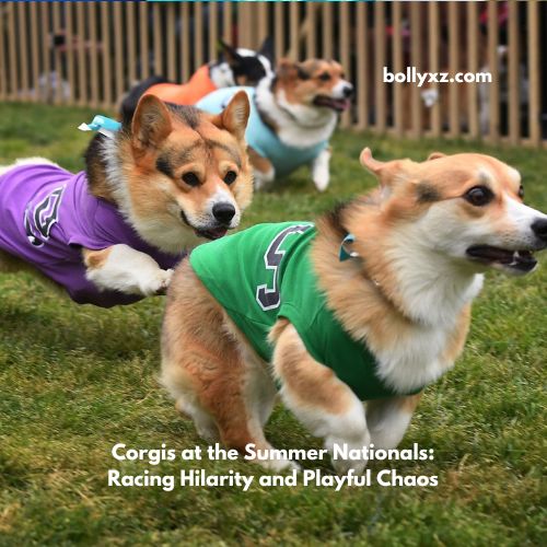 Corgis at the Summer Nationals: Racing Hilarity and Playful Chaos