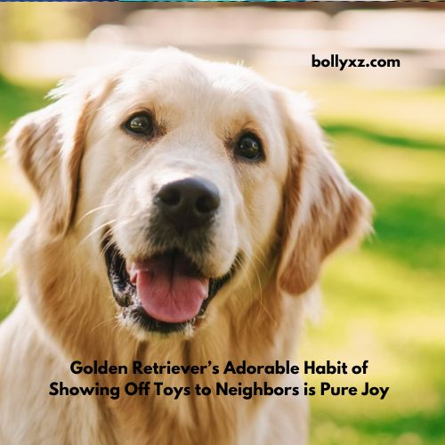 Golden Retriever’s Adorable Habit of Showing Off Toys to Neighbors is Pure Joy..