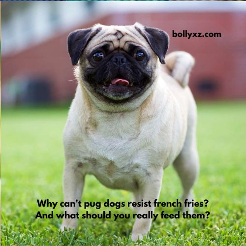 Why can't pug dogs resist french fries? And what should you really feed them?