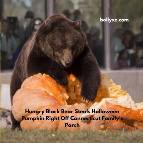 Hungry Black Bear Steals Halloween Pumpkin Right Off Connecticut Family's Porch