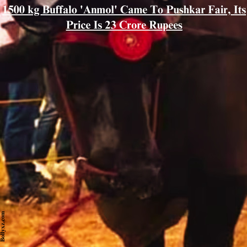 1500 kg Buffalo 'Anmol' Came To Pushkar Fair, Its Price Is 23 Crore Rupees