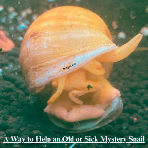 A Way to Help an Old or Sick Mystery Snail