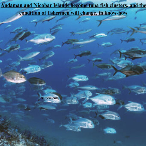 Andaman and Nicobar Islands become tuna fish clusters, and the condition of fishermen will change, in know-how.