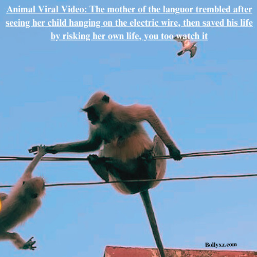 Animal Viral Video: The mother of the languor trembled after seeing her child hanging on the electric wire, then saved his life by risking her own life, you too watch it