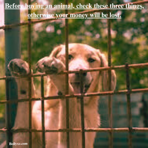 Before buying an animals, check these three things, otherwise your money will be lost.