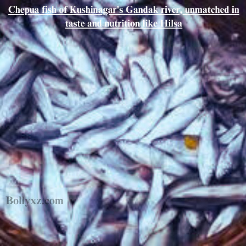 Chepua fish of Kushinagar's Gandak river, unmatched in taste and nutrition like Hilsa