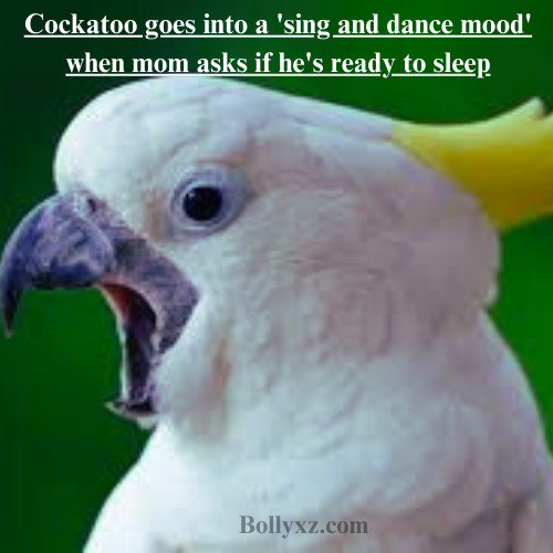 Cockatoo goes into a 'sing and dance mood' when mom asks if he's ready to sleep.