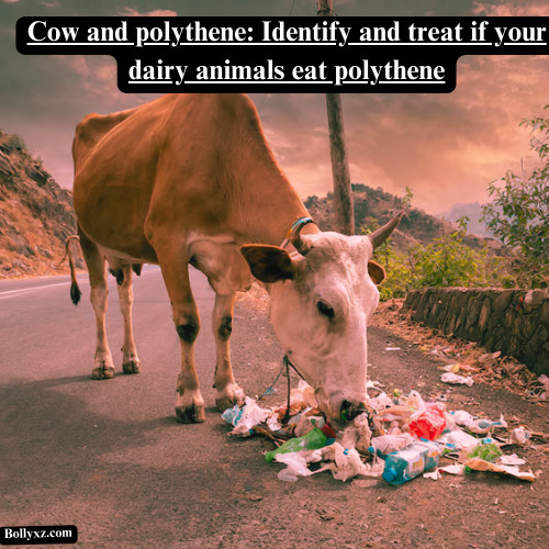 Cow and polythene: Identify and treat if your dairy animals eats polythene