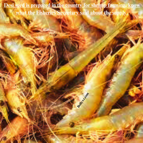 Desi seed is prepared in the country for shrimp farming, know what the Fisheries Secretary said about the supply.