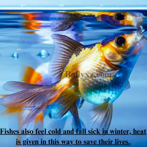 Fishes also feel cold and fall sick in winter, heat is given in this way to save their lives.