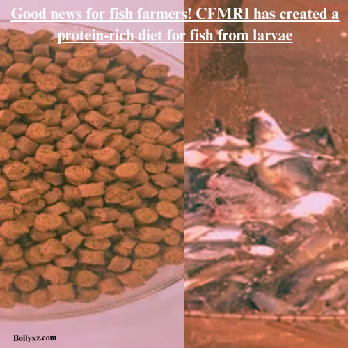 Good news for fish farmers! CFMRI has created a protein-rich diet for fish from larvae