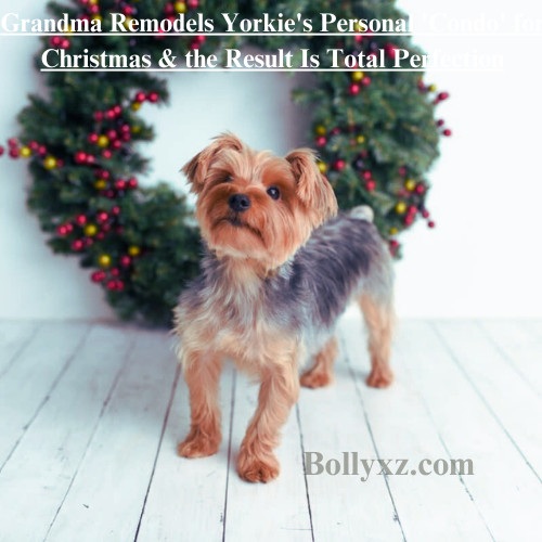 Grandma Remodels Yorkie's Personal 'Condo' for Christmas & the Result Is Total Perfection