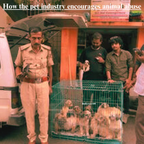 How the pet industry encourages animal abuse