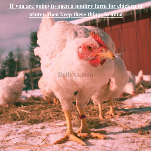 If you are going to open a poultry farm for chicken in winter, then keep these things in mind