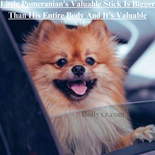 Little Pomeranian's Valuable Stick Is Bigger Than His Entire Body And It's Valuable