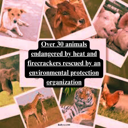 Over 30 animals endangered by heat and firecrackers rescued by an environmental protection organization