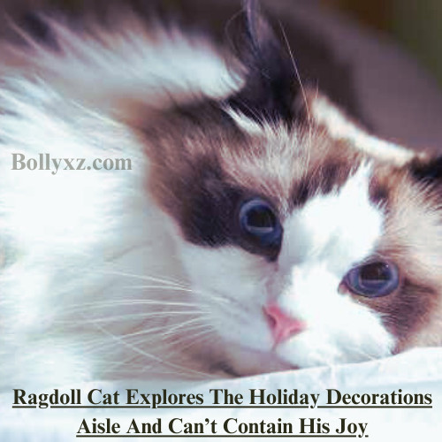 Ragdoll Cat Explores The Holiday Decorations Aisle And Can’t Contain His Joy