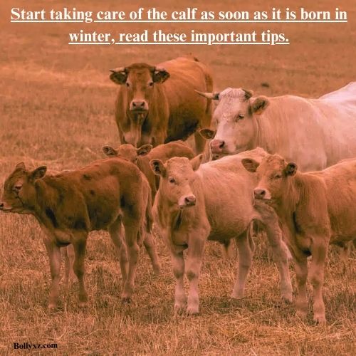 Start taking care of the calf as soon as it is born in winter, read these important tips.