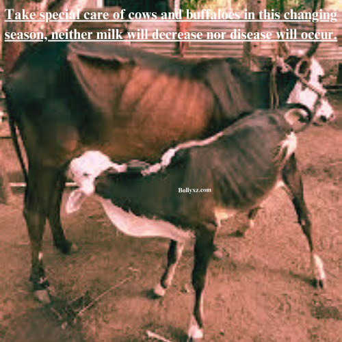 Take special care of cows and buffaloes in this changing season, neither milk will decrease nor disease will occur.