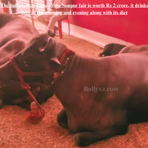 The buffalo that came to the Sonpur fair is worth Rs 2 crore, it drinks beer in the morning and evening along with its diet