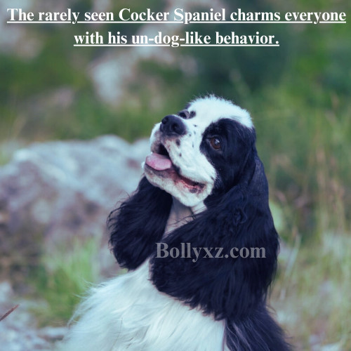 The rarely seen Cocker Spaniel charms everyone with his un-dog-like behavior