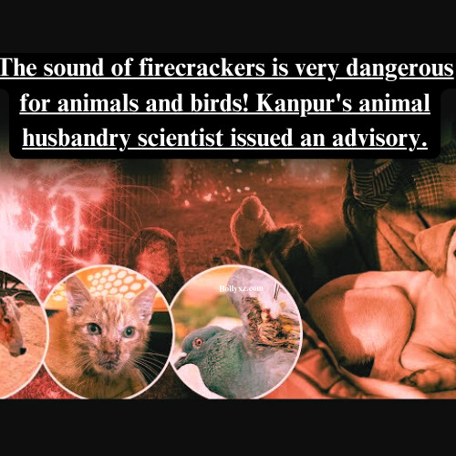 The sound of firecrackers is very dangerous for animals and birds! Kanpur's animal husbandry scientist issued an advisory.