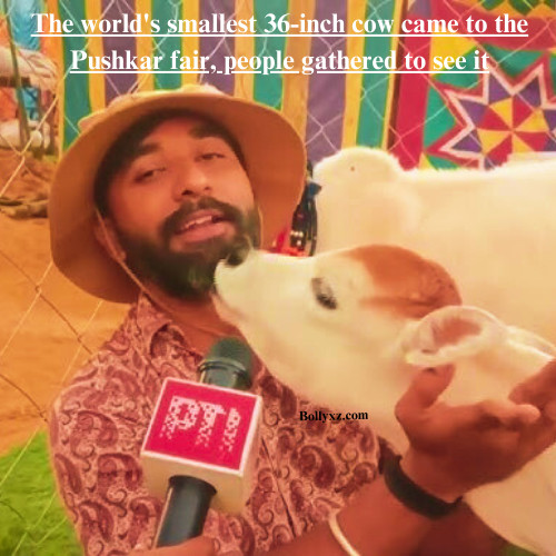 The world's smallest 36-inch cow came to the Pushkar fair, people gathered to see it