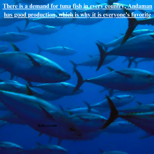 There is a demand for tuna fish in every country, Andaman has good production, which is why it is everyone's favorite