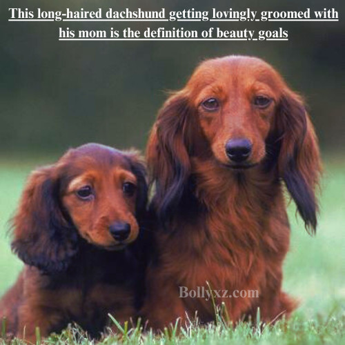 This long-haired dachshund getting lovingly groomed with his mom is the definition of beauty goals