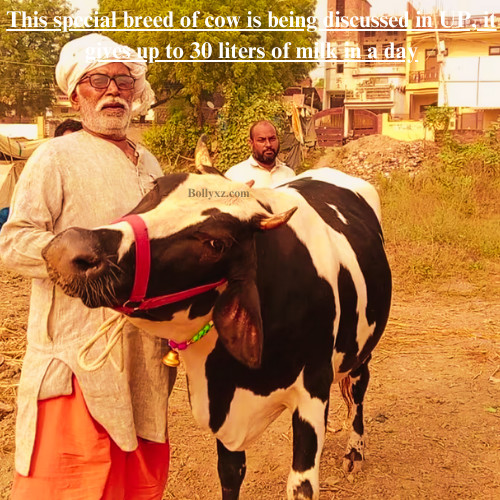 This special breed of cow is being discussed in UP, it gives up to 30 liters of milk in a day