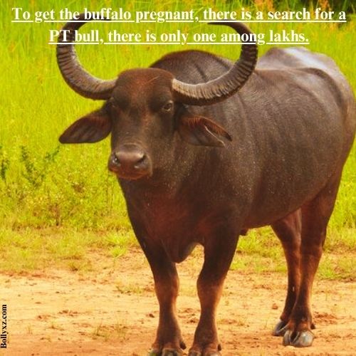 To get the buffalo pregnant, there is a search for a PT bull, there is only one among lakhs.