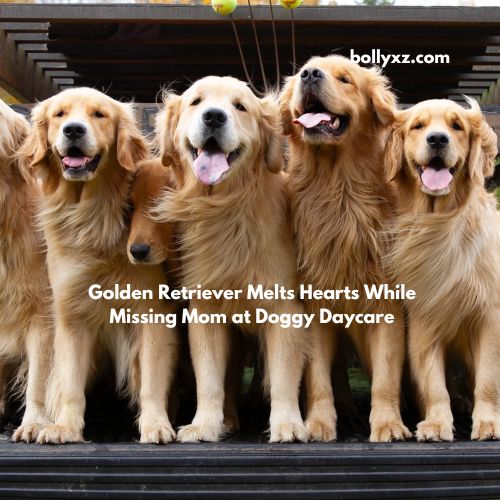 Golden Retriever Melts Hearts While Missing Mom at Doggy Daycare