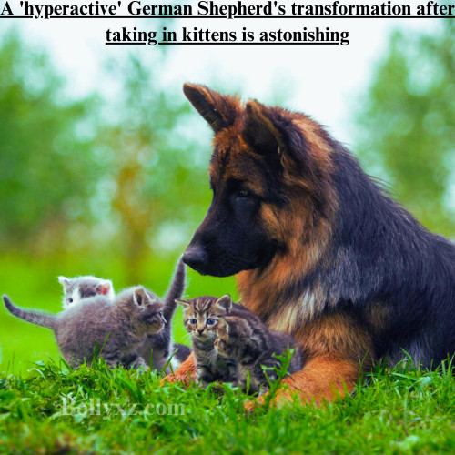 A 'hyperactive' German Shepherd's transformation after taking in kittens is astonishing.