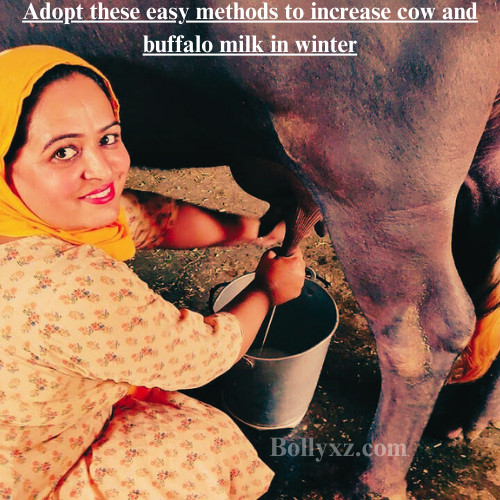 Adopt these easy methods to increase cow and buffalo milk in winter