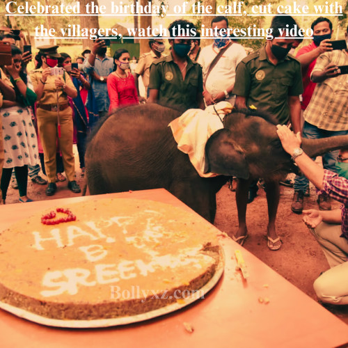 Celebrated the birthday of the calf, cut cake with the villagers, watch this interesting video