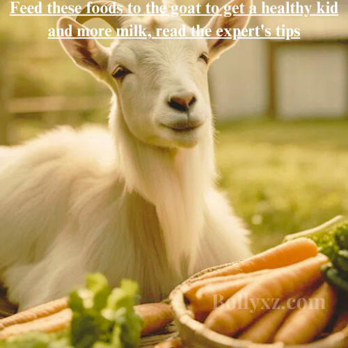 Feed these foods to the goat to get a healthy kid and more milk, read the expert's tips