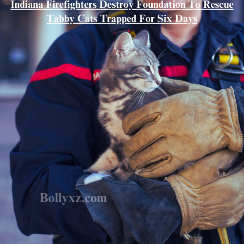 Indiana Firefighters Destroy Foundation To Rescue Tabby Cats Trapped For Six Days